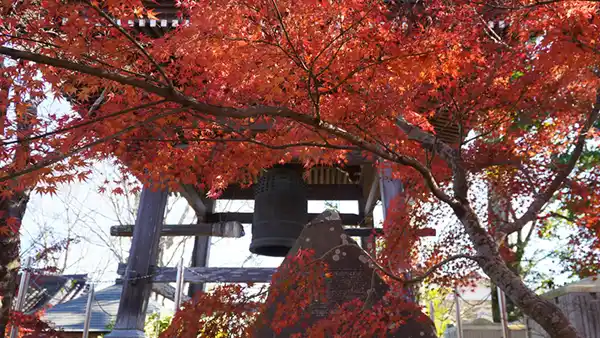茨城県河内町の大洞院の鐘楼と紅葉