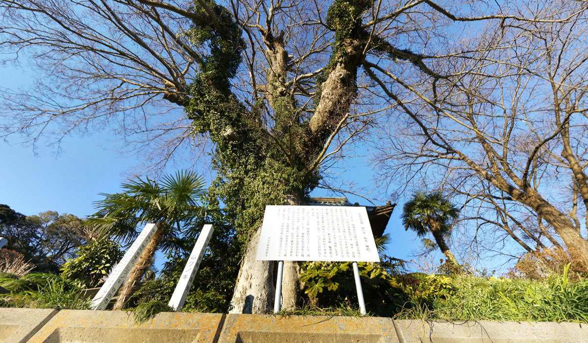 茨城県守谷市の巨木おすすめスポットの大円寺のムクノキ