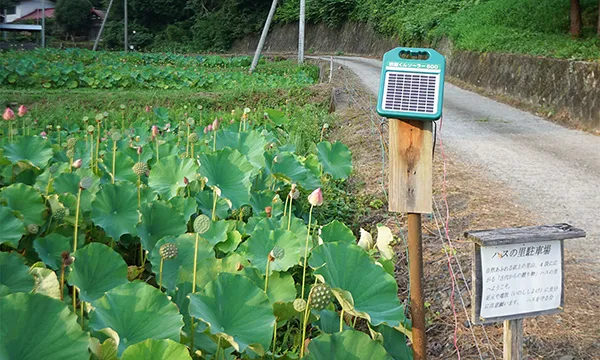 茨城県のハスの花おすすめ季節観光名所の芦野倉ハスの里のVRツアー