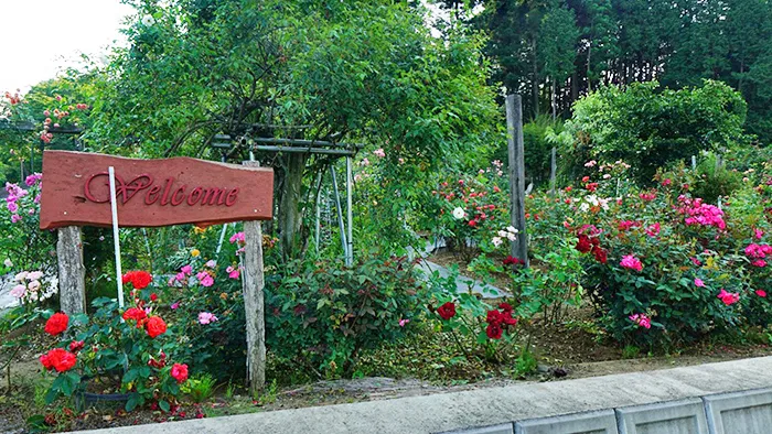 茨城県大子町の芦野倉ローズガーデンのバラ