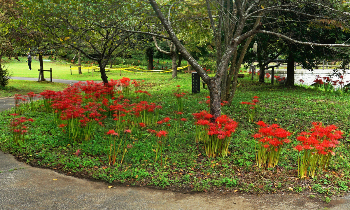 奥久慈茶の里公園の遊歩道の曼殊沙華コースVRツアー