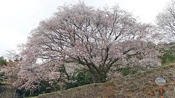 大子町の沓掛峠の山桜群