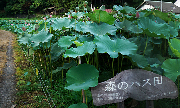 大子町のハスの花観光名所の森のハス田のVRツアー