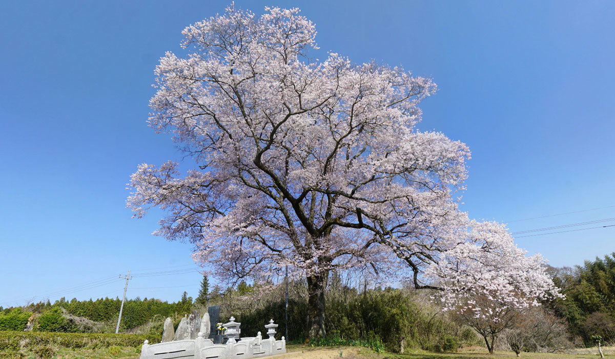 大子町のおすすめ桜スポット上岡の江戸彼岸桜