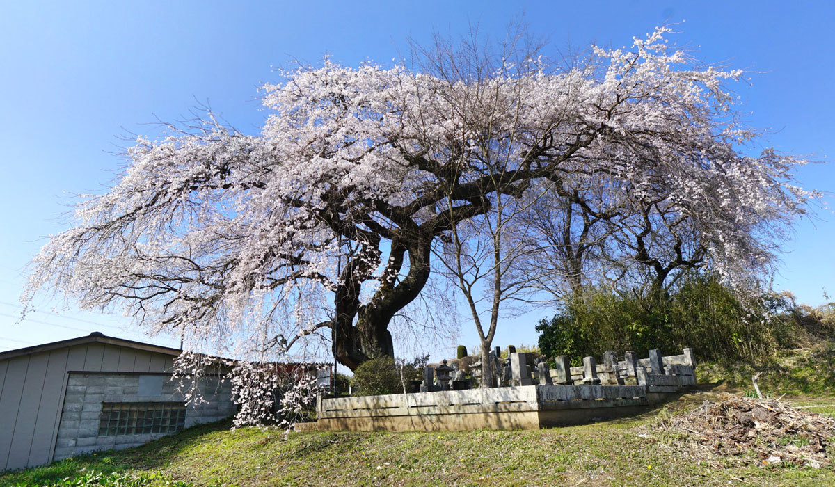 大子町のおすすめ桜スポット上岡のしだれ桜