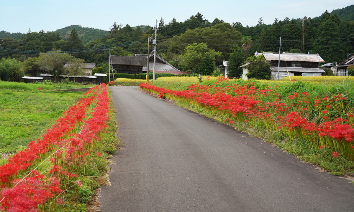 茨城県大子町佐貫の彼岸花群生地