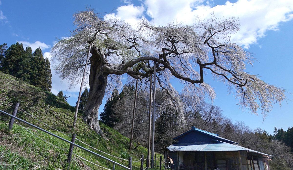 茨城県指定天然記念物の大子町の外大野のしだれ桜