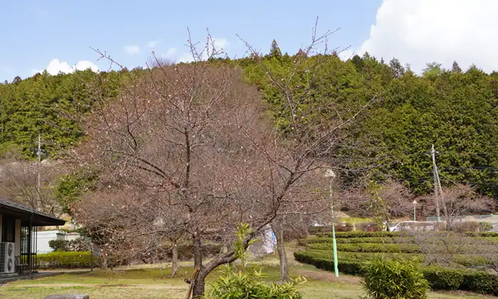 茨城県大子町の奥久慈茶の里公園の河津桜の景観