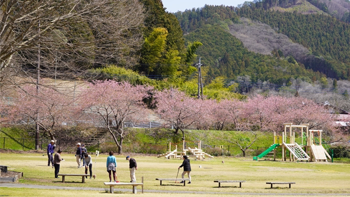 茨城県大子町の奥久慈茶の里公園の河津桜の景観