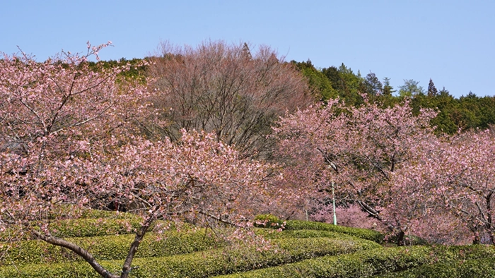 奥久慈茶の里公園の茶畑と河津桜の開花景観