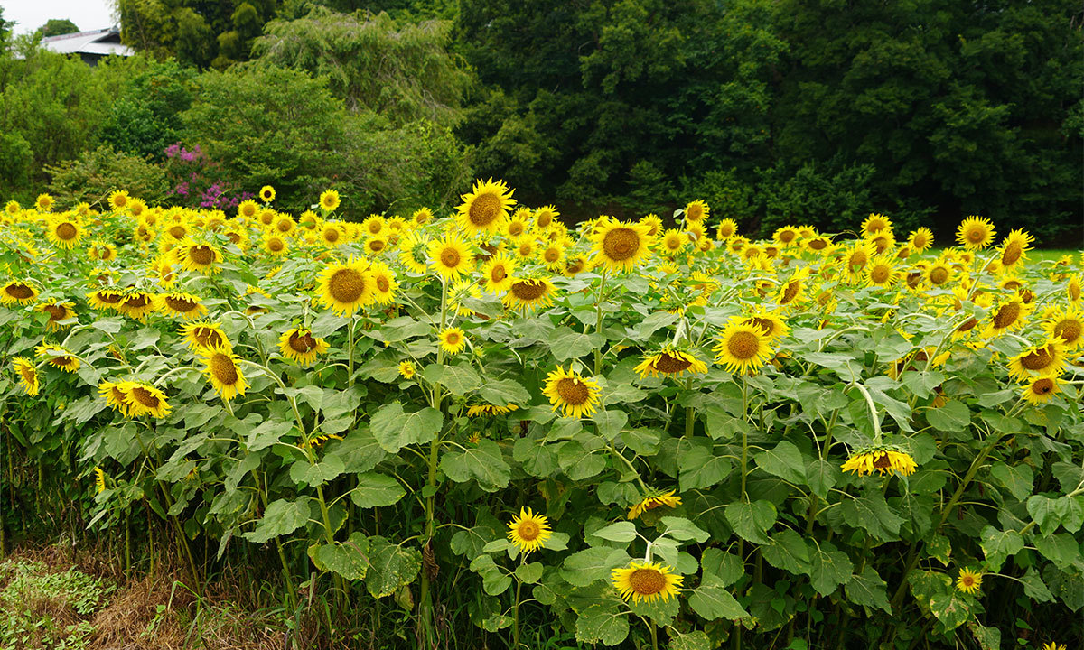 茨城県大子町の上岡ひまわり畑