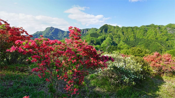 Scenery photo of azalea blooming at Tsutsujigaoka in Daigo Town and the Nantai Mountain Range
