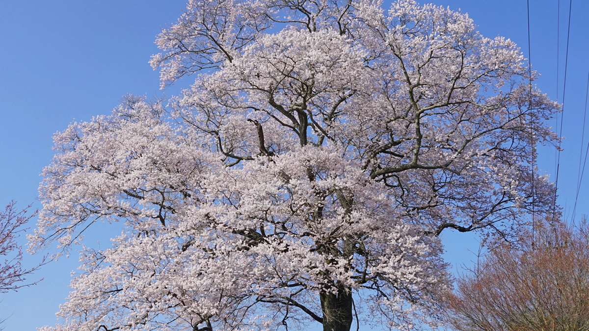 上岡の江戸彼岸桜の南側からの開花景観写真とVRツアーのリンク