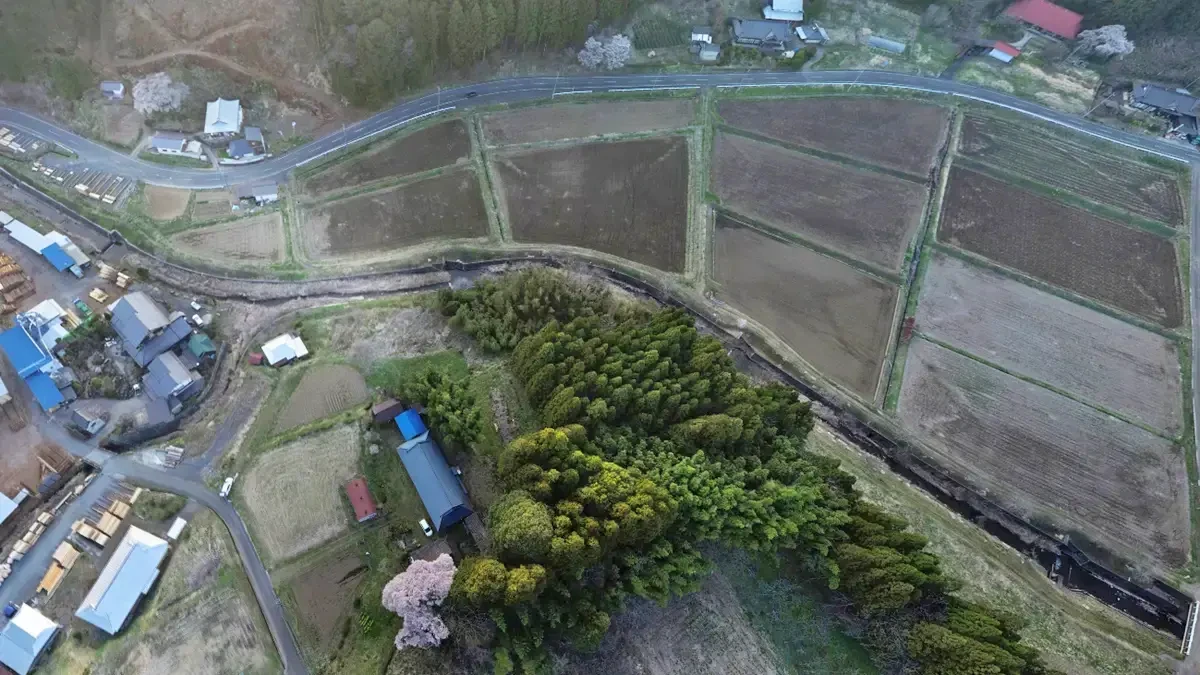 大子町の相川のしだれ桜の空撮景観写真とVRツアーリンク