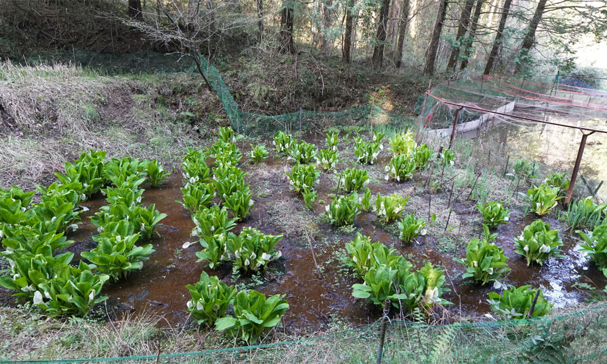 茨城県大子町の依神の森・水芭蕉の里の水芭蕉群生地VRツアー