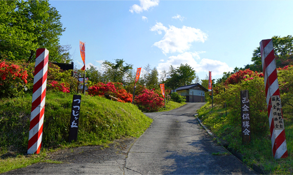 茨城県大子町おすすめ観光スポットの西金つつじヶ丘