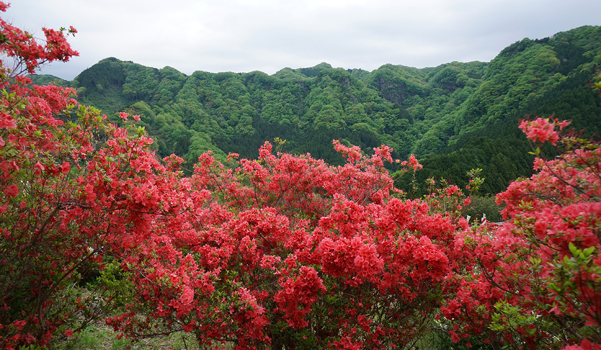 大子町つつじが丘展望台ののつつじの開花と奥久慈の山