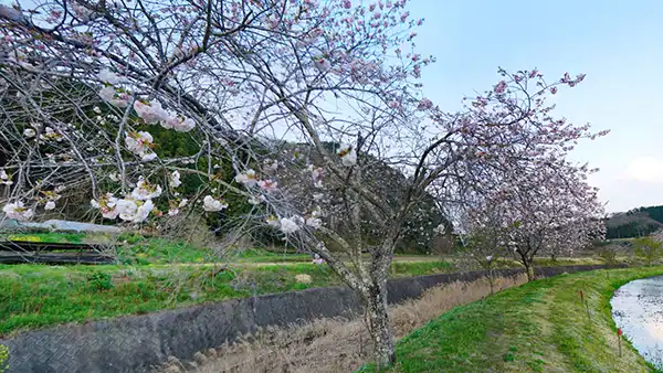 大子町相川のぼたん桜