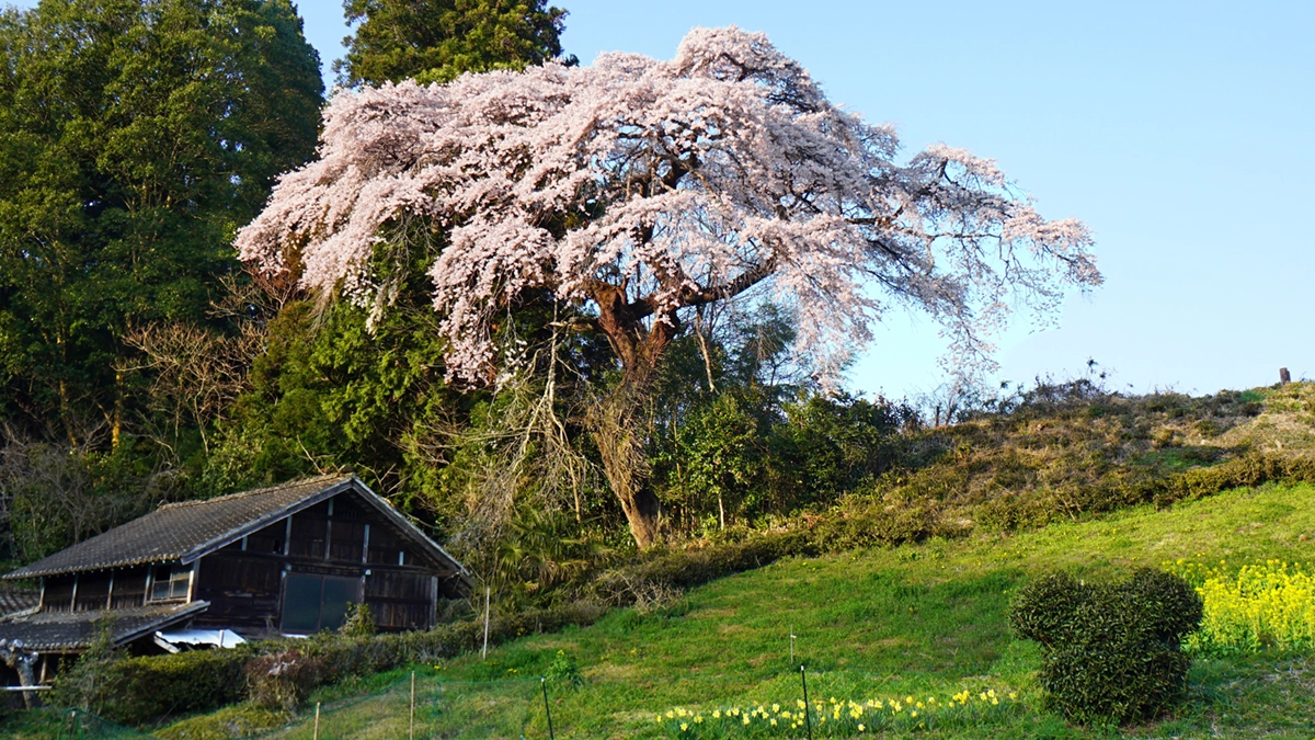 相川321のしだれ桜の前景観とVRツアーリンク
