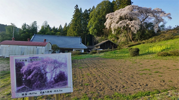 大子町の相川321の説明板・しだれ桜の景観写真とVRツアーリンク