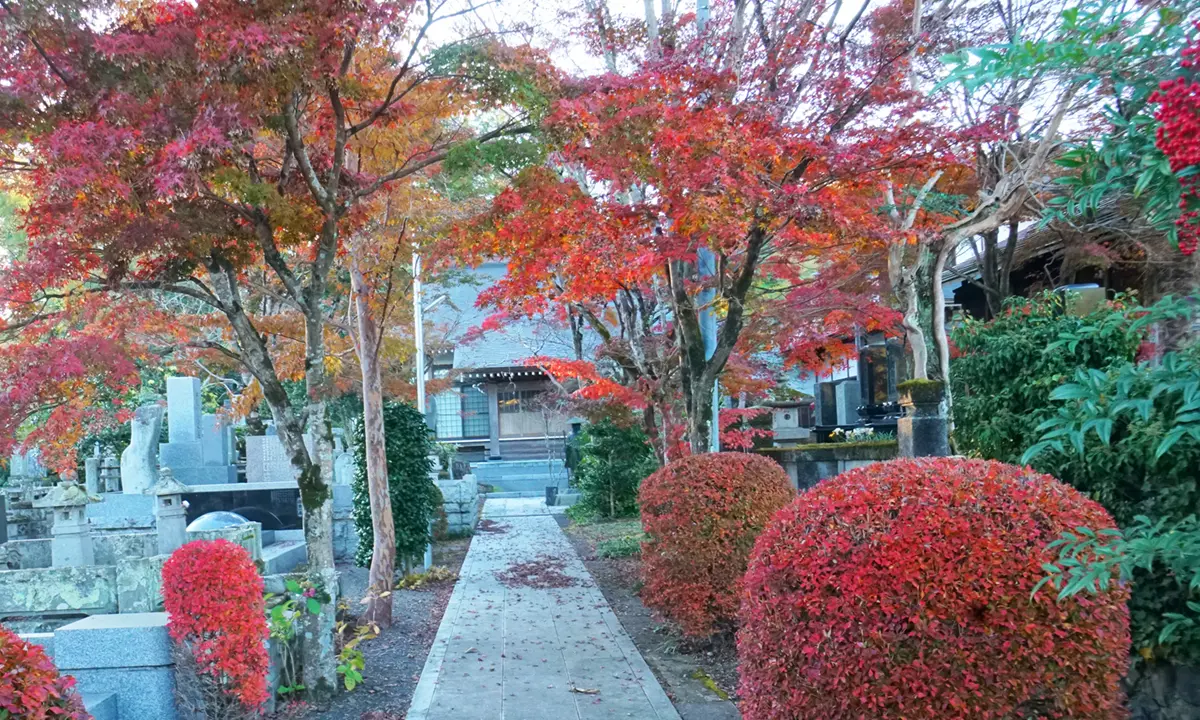 大子町の願誓寺の本堂前のもみじの紅葉