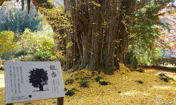 大子町の法龍寺のイチョウ