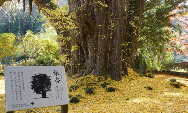 茨城県大子町の法龍寺のイチョウ