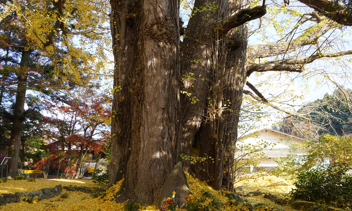 茨城県大子町の法龍寺の境内東側からのイチョウVRツアー