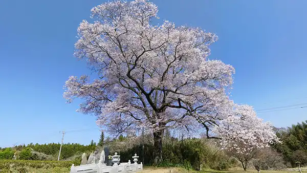 茨城県大子町の上岡の江戸彼岸桜・一本桜の開花写真
