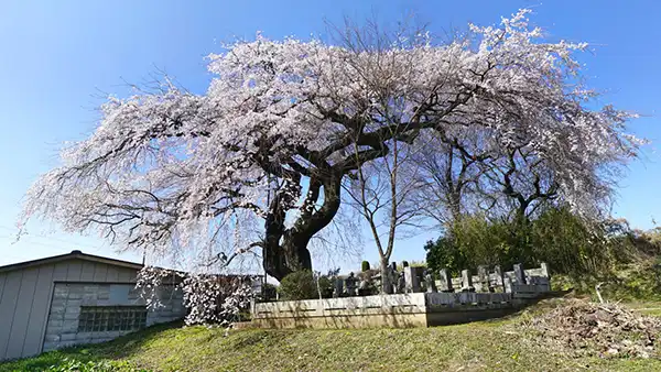 茨城県大子町の上岡のしだれ桜・一本桜の開花写真