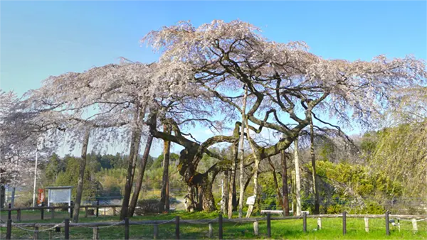 茨城県大子町の上岡の小生瀬地蔵桜・一本桜の開花写真