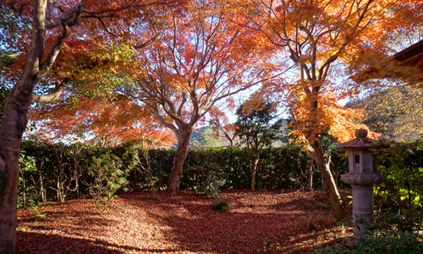 茨城県大子町の奥久慈茶の里公園の紅葉景観