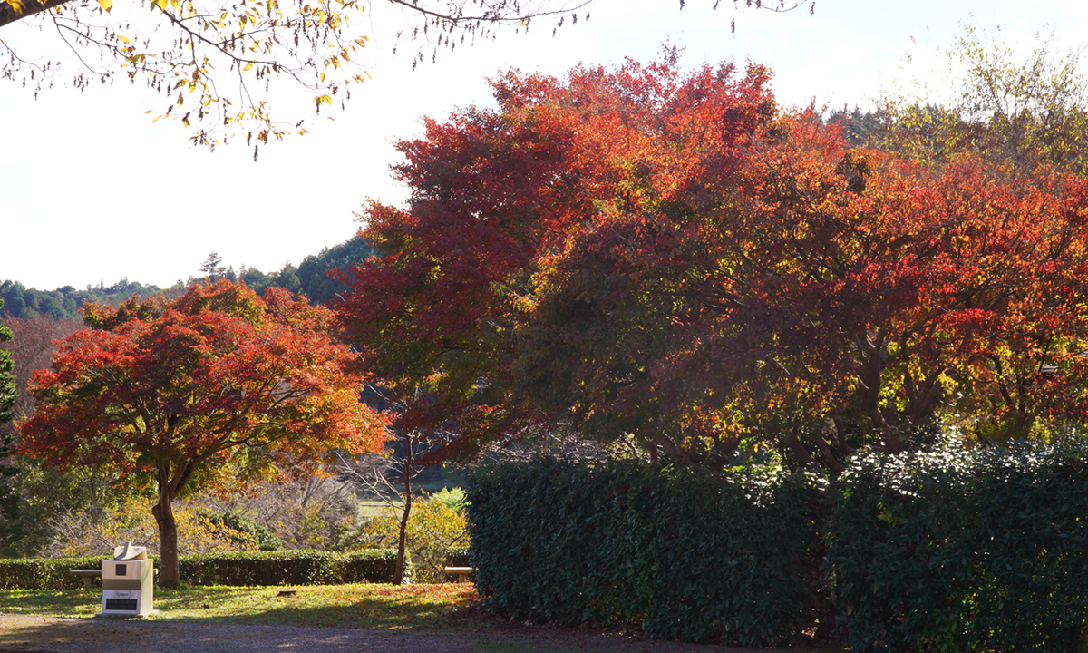 大子町の奥久慈茶の里公園の茶室庭園の紅葉