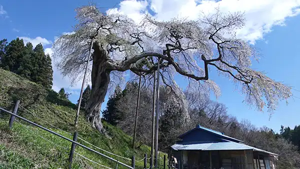 茨城県大子町の外大野のしだれ桜・一本桜の開花写真