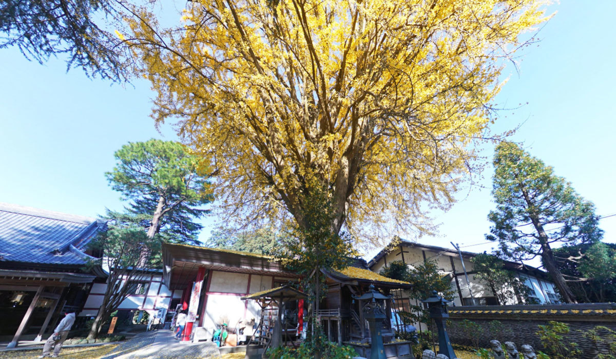 下妻市おすすめ観光スポットの大宝八幡宮の大銀杏