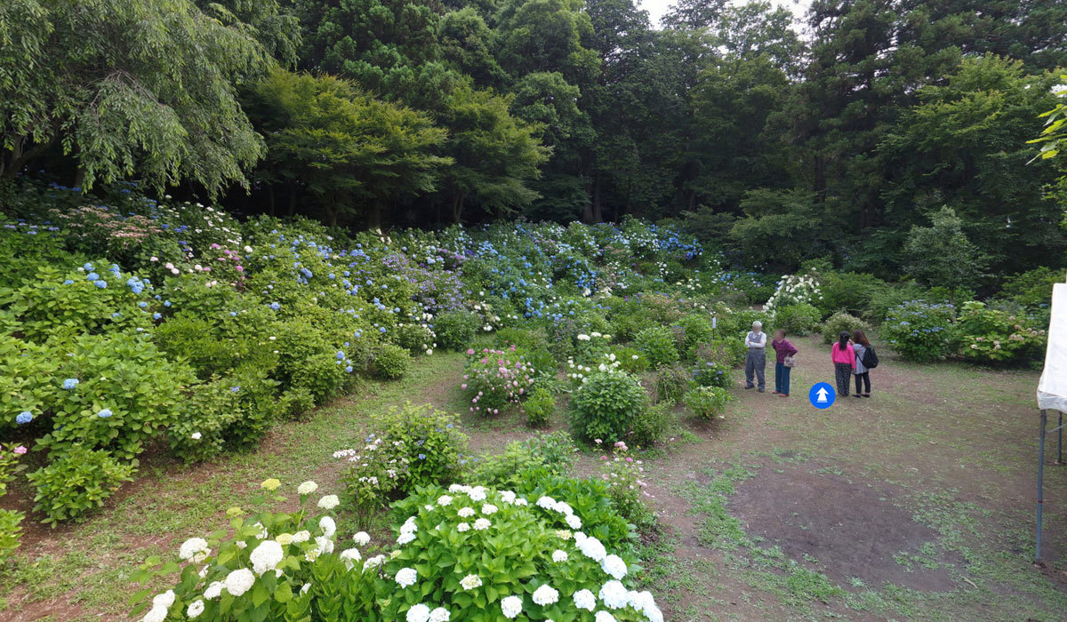 下妻市おすすめ観桜スポット大宝八幡宮あじさい神苑