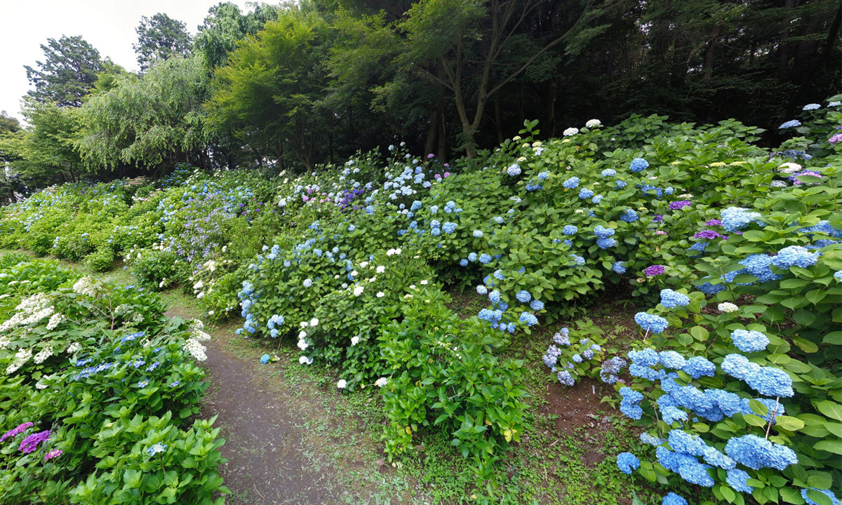 茨城県下妻市の観光名所の大宝八幡宮あじさい神苑広場の案内VRツアー