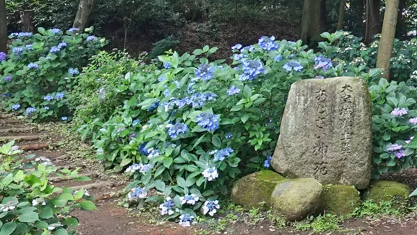 茨城県下妻市の観光名所の大宝八幡宮あじさい神苑広場