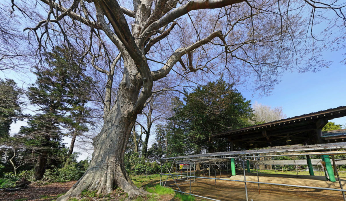 下妻市おすすめ観光スポットの大宝八幡宮のフクロウ欅