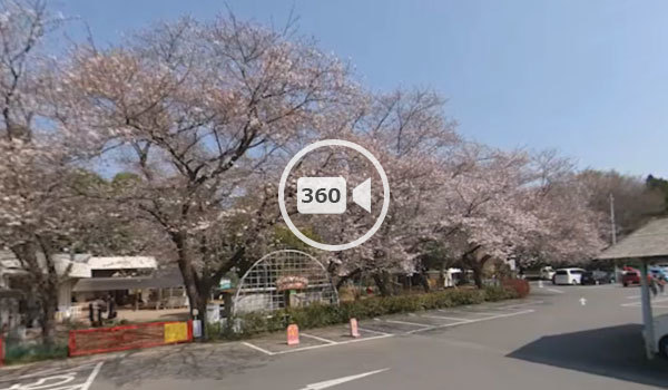 下妻市の大宝八幡宮駐車場の桜の観光360度動画 