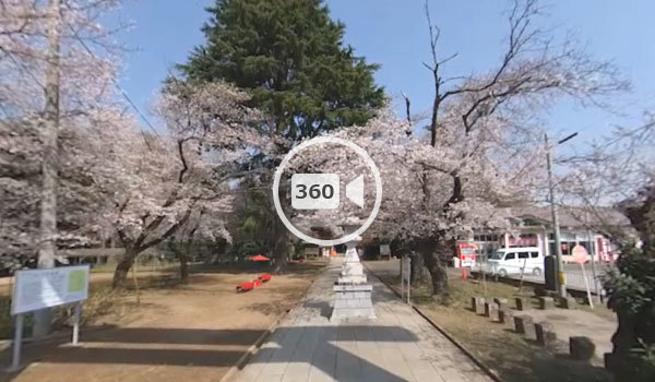 下妻市の大宝八幡宮の桜観光360度動画 