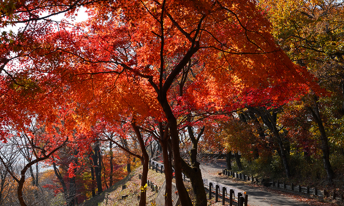 筑波山梅林の林道中央付近の紅葉写真