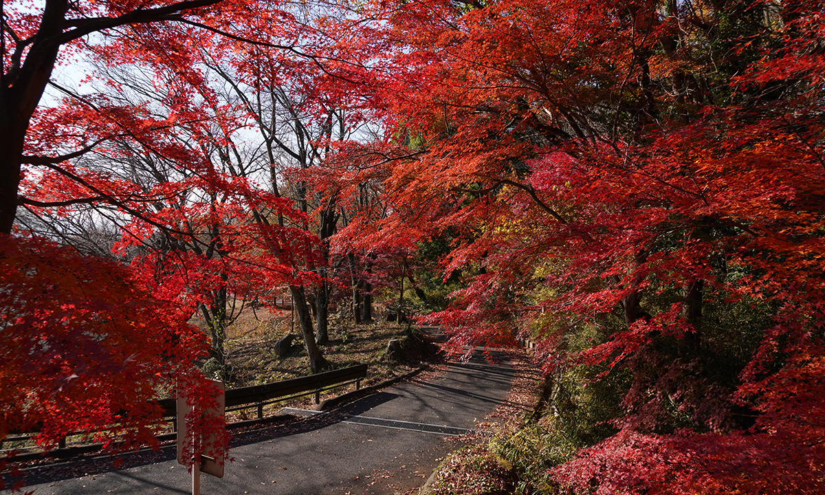 筑波山梅林の展望あずまや駐車場の手前林道の紅葉写真