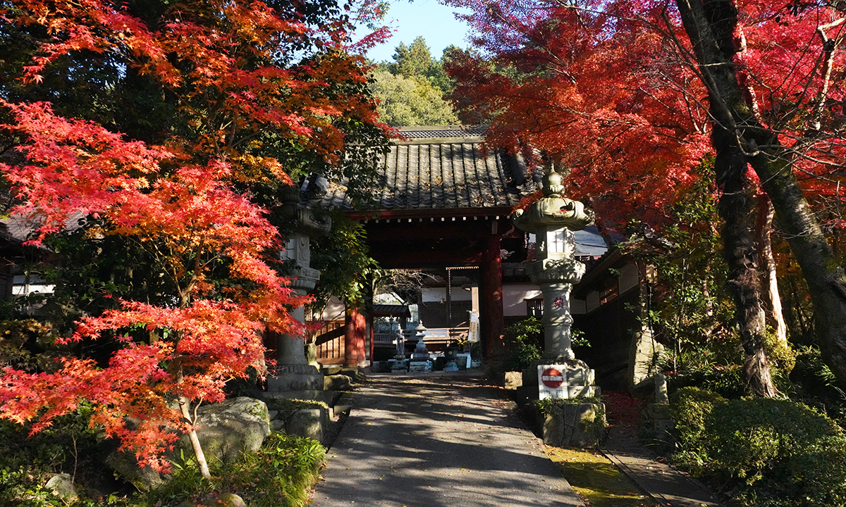  筑波山麓のもみじ寺・普門院の山門紅葉の写真