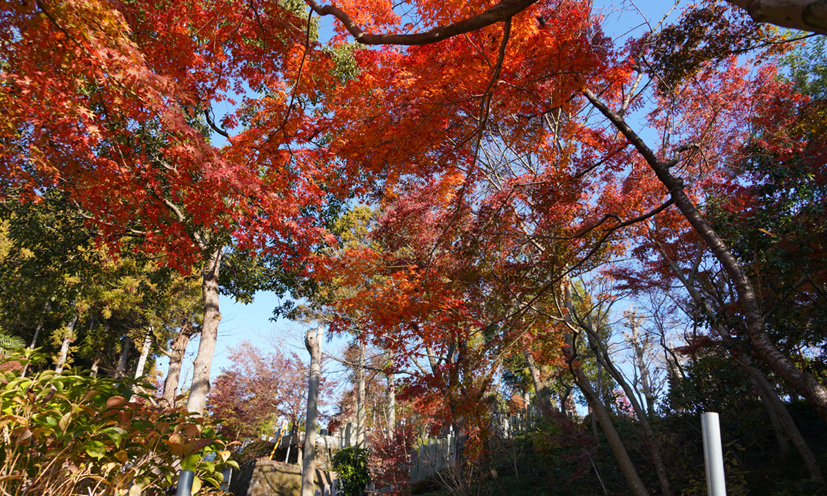 筑波山麓のもみじ寺・一乗院真福寺の紅葉写真