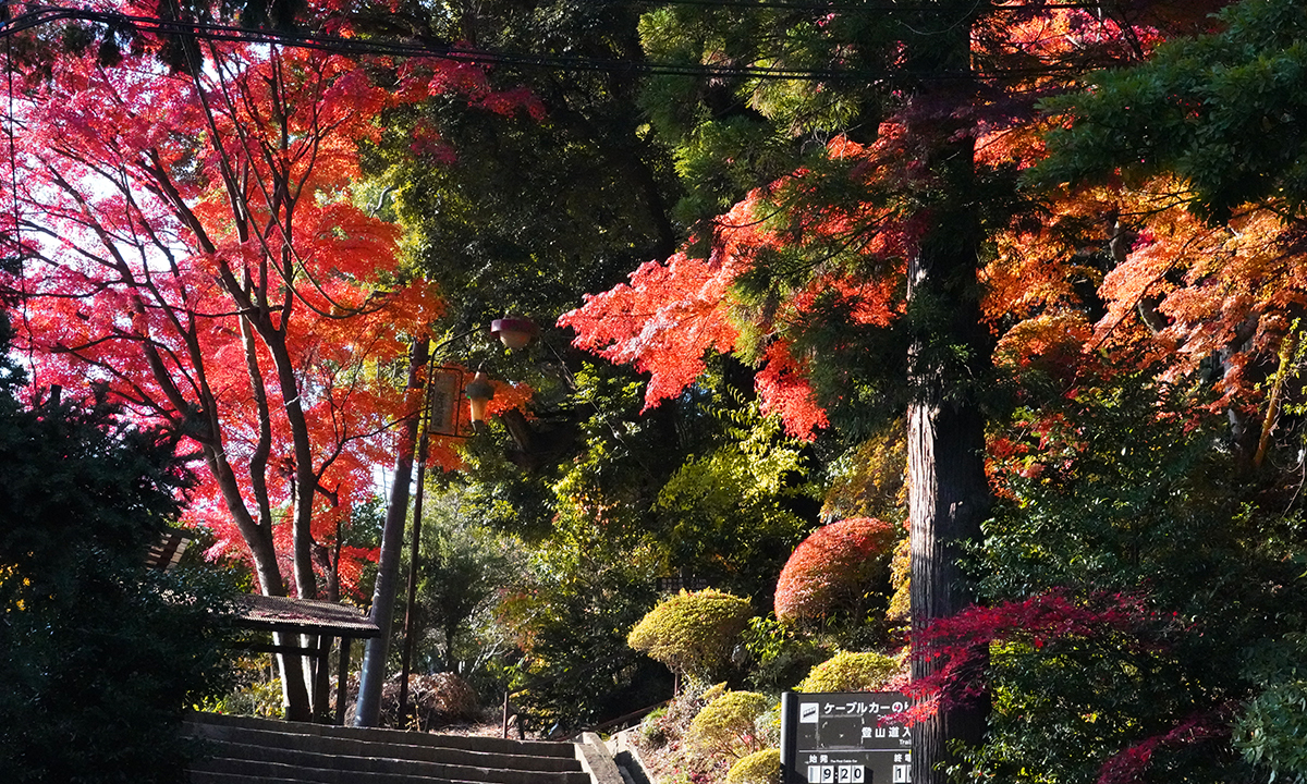 筑波山神社のケーブルカーへの階段付近の紅葉写真