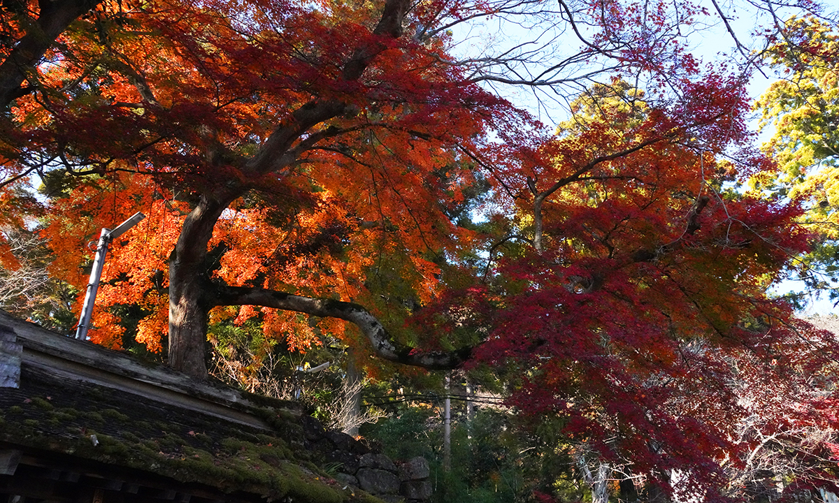 筑波山神社入口の神橋付近の紅葉写真