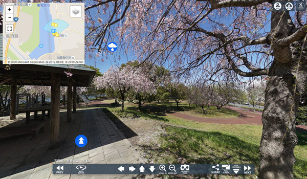 五霞町の童夢公園のしだれ八重桜VRツアー