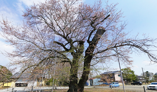 茨城坂東市の巨木おすすめスポットの歓喜寺の江戸彼岸桜