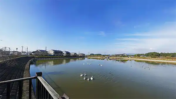 小美玉市観光名所の遠洲池の白鳥
